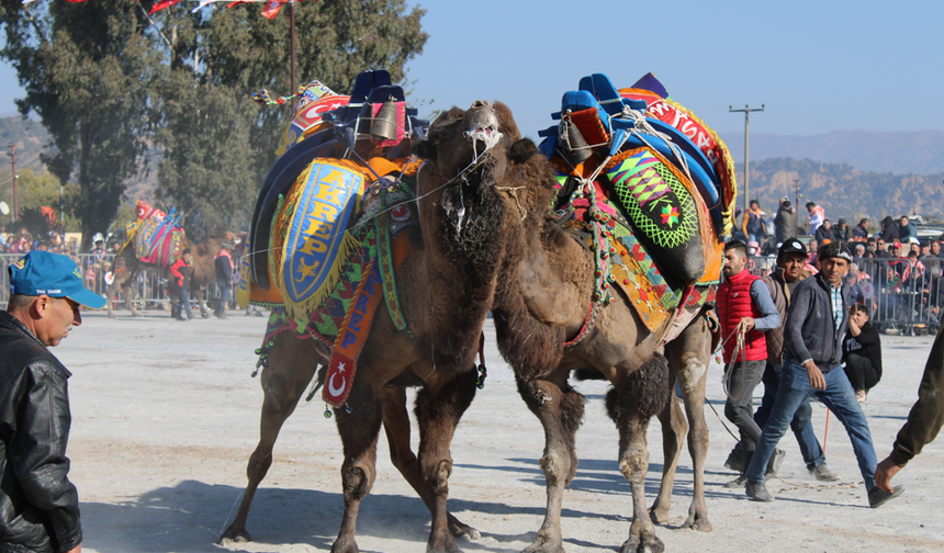 Deve güreşlerinin geleceğini aşılama oranı belirleyecek