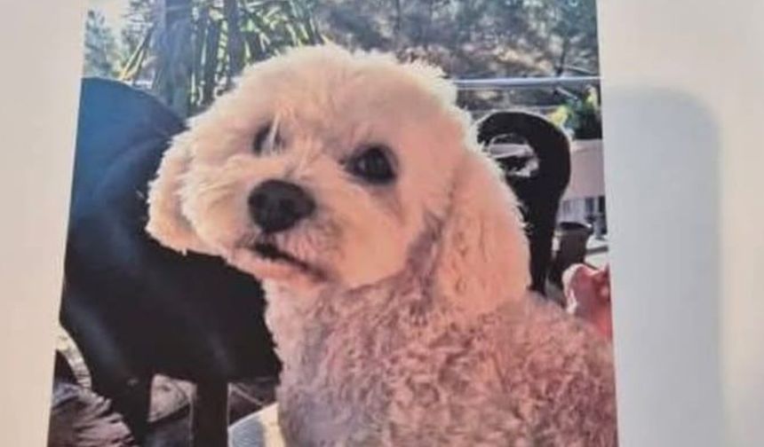 Köpeğini bulana 10 bin lira ödül verecek