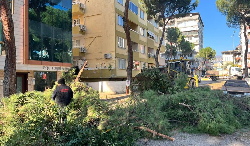 Yeni Mahalle’de riskli ağaçlara müdahale