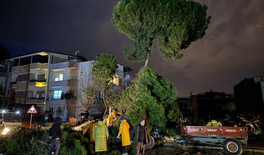 Nazilli’de dev çam ağacı devrildi.. Elektrik direği kırıldı, teller koptu