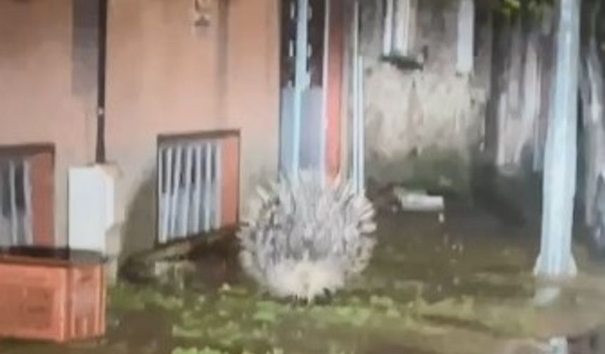 Yenipazar’da nesli tükenmekte olan oklu kirpi kameraya yansıdı