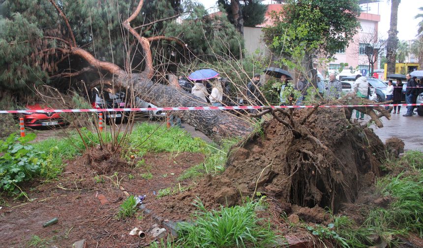 Dev çam ağacı park halindeki araçların üzerine devrildi
