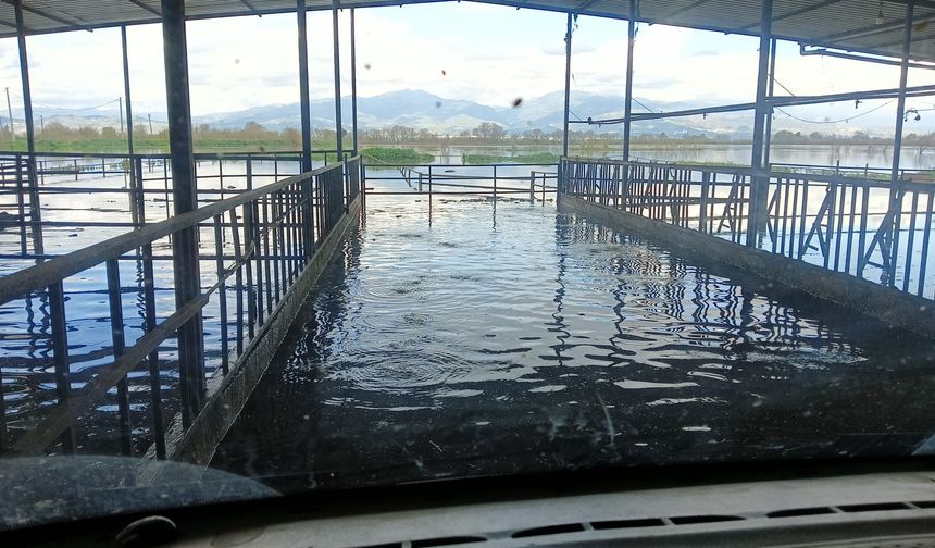 Hayvan damları sular altında kaldı, hayvanlar tahliye edildi