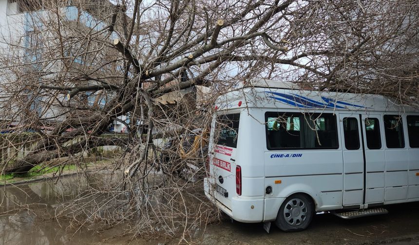 Dut ağacı minibüsün üstüne devrildi