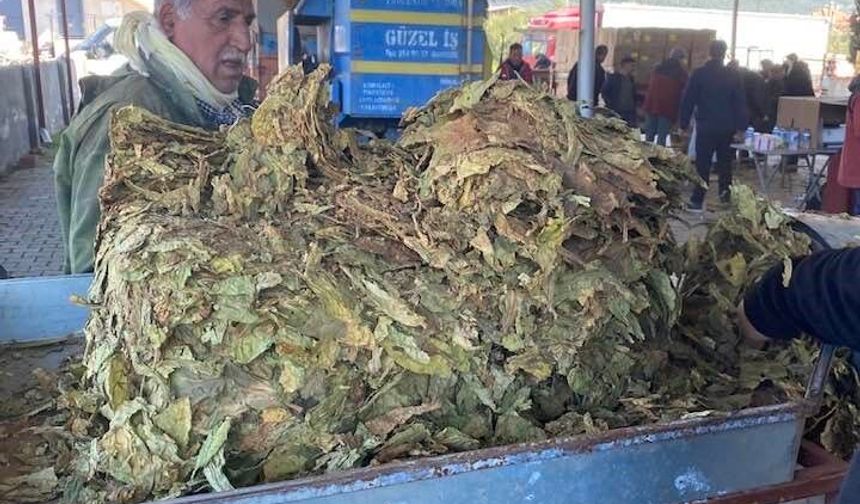 Karacasu’da tütünler paketlenmeye başladı