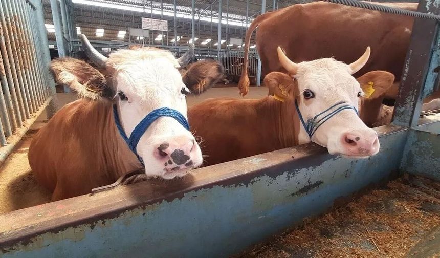 Şap karantinası kaldırıldı