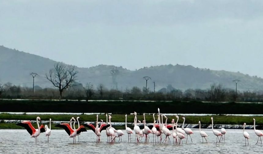 Tarlaları su bastı, flamingolar keyfini sürdü