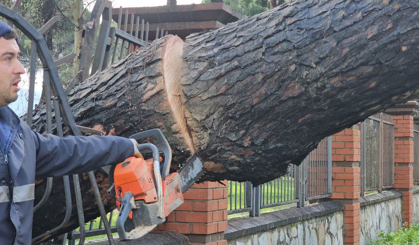 Nazilli'de fırtınayla devrilen dev çam ağacı karayolunu trafiğe kapadı