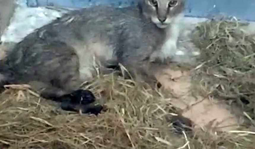 Ağır yaralı bulunan saz kedisi, sağlıklı şekilde doğaya salındı