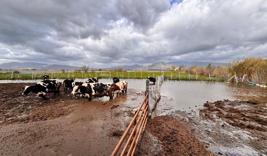 Aşırı yağışlar sonrası hayvanlar güvenli bölgelere alındı