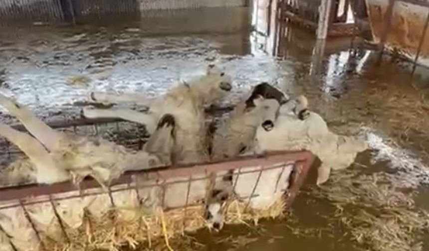 Sular altında kalan hayvan damındaki koyunlar telef oldu