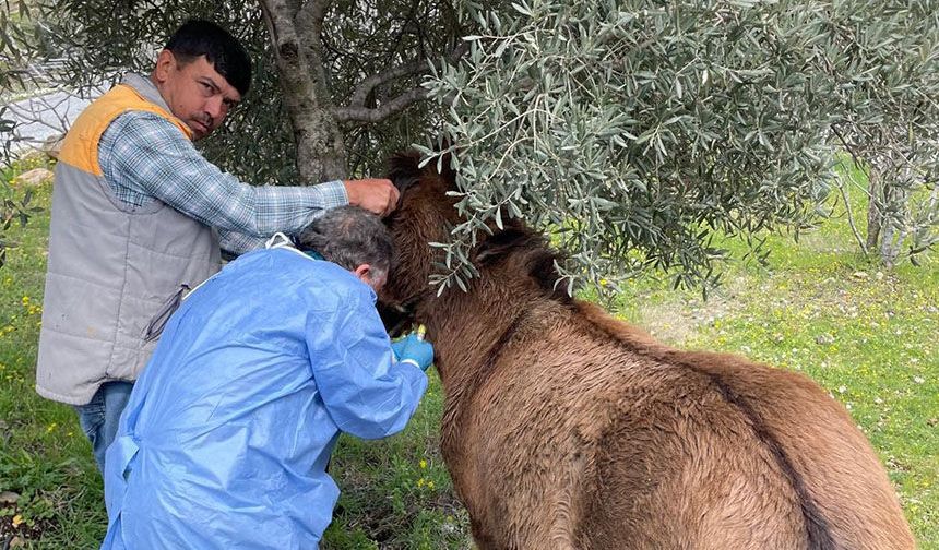 Afrika At Vebası’na karşı çalışma başlatıldı