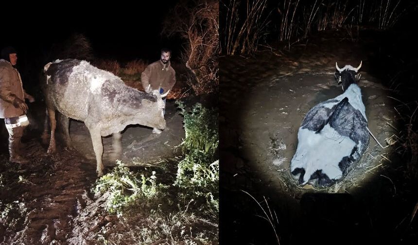Bataklığa saplanan hayvan kurtarıldı