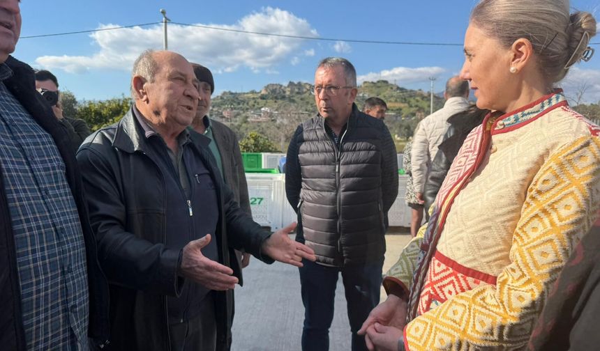 Koca çınar anlattı.. Zeytinyağının eski hikayesi gün yüzüne çıktı