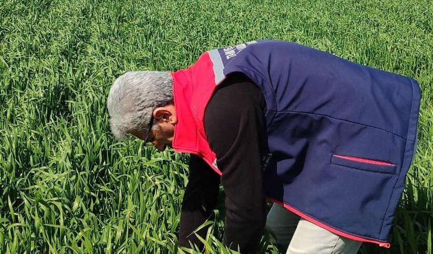 Hububat ekili araziler temiz çıktı