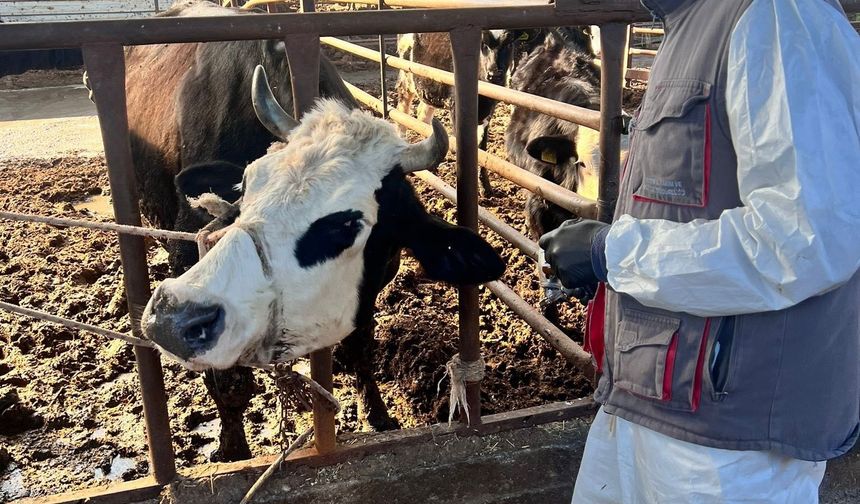 Efeler’de 15 bin hayvan aşılandı