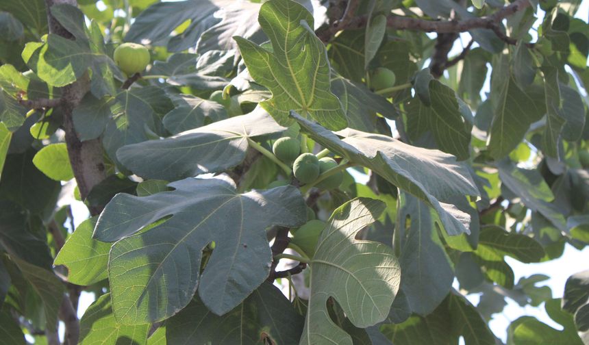 İncir üretiminde yenilenebilir enerjinin etkisi araştırılacak