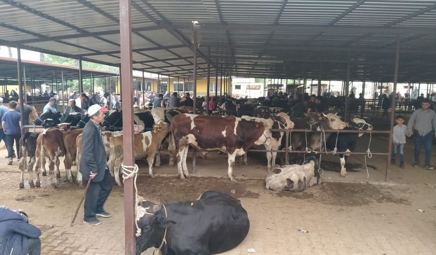 Aydın'da hayvan pazarlarında yeni dönem: Kurallar ve saatler belirlendi