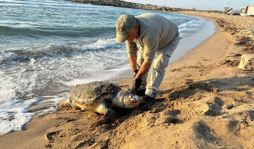 2 yeşil deniz kaplumbağası ve 1 caretta caretta ölü bulundu