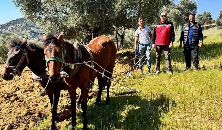 Traktörün giremediği zeytinlikte üretim atlarla sürüyor