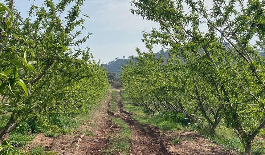Ağaçlar çiçek açtı, bahçelerde meyve tutumu takibi yapıldı
