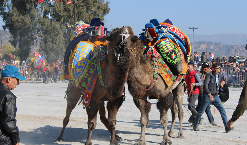 Deve güreşi takvimi belli oldu
