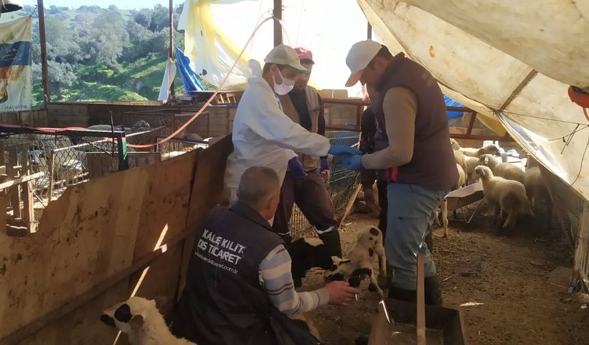 Küçükbaş hayvanlar aşılandı