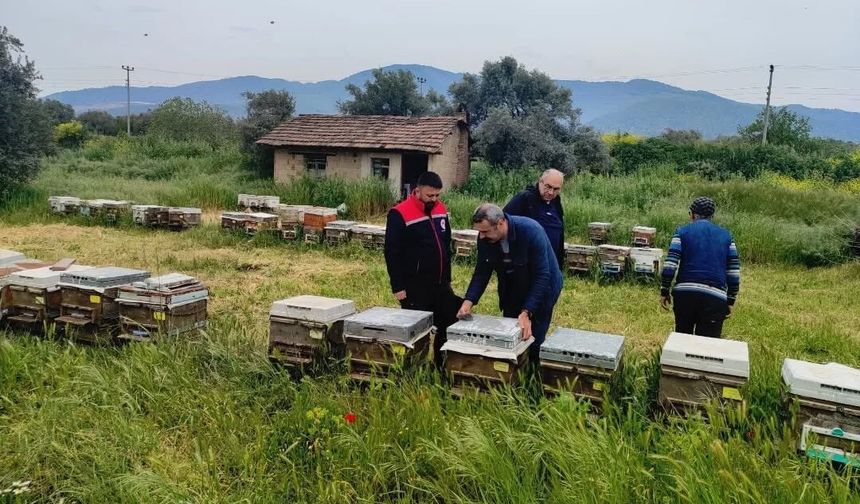 Aydın'da ana arı üretim kovanları denetlendi