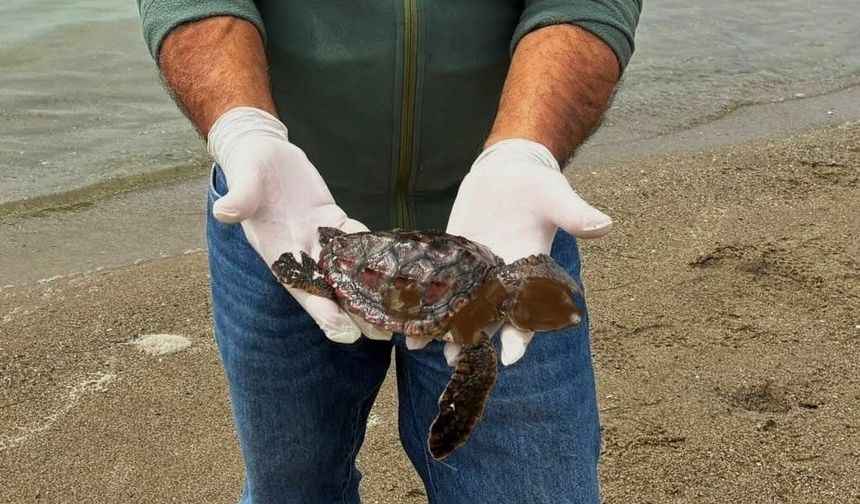 Kuşadası'nda iki deniz kaplumbağası ölü bulundu