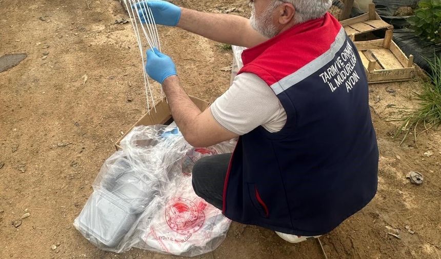 Aydın’da hasat öncesi çilek bahçeleri kontrol edildi