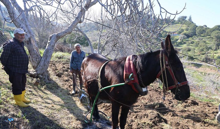 Gençler köyü terk edince iş yaşlılara kaldı