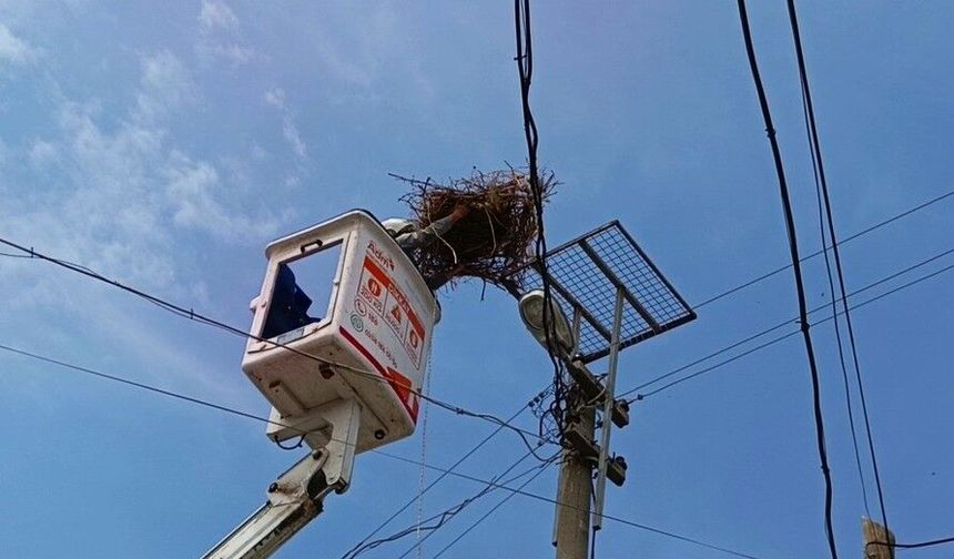 Leylekler yeni yuvasına kavuştu
