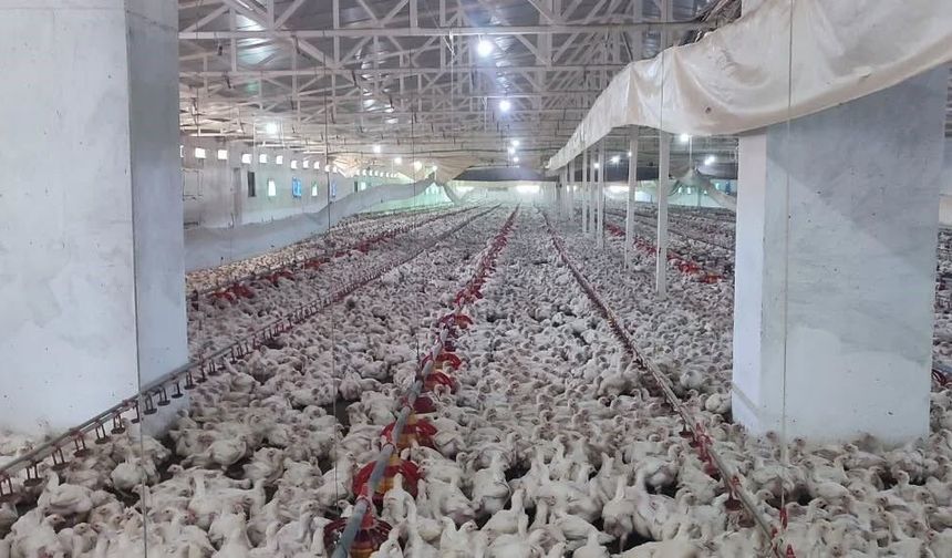 Aydın'da kanatlı üretimi 71 işletmede sürüyor
