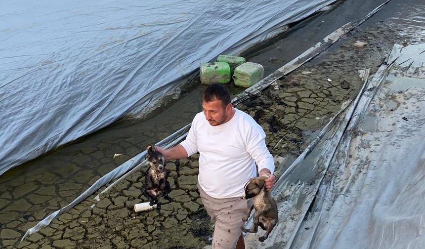 Sulama havuzuna düşen 5 yavru köpeği belediye ekipleri kurtardı