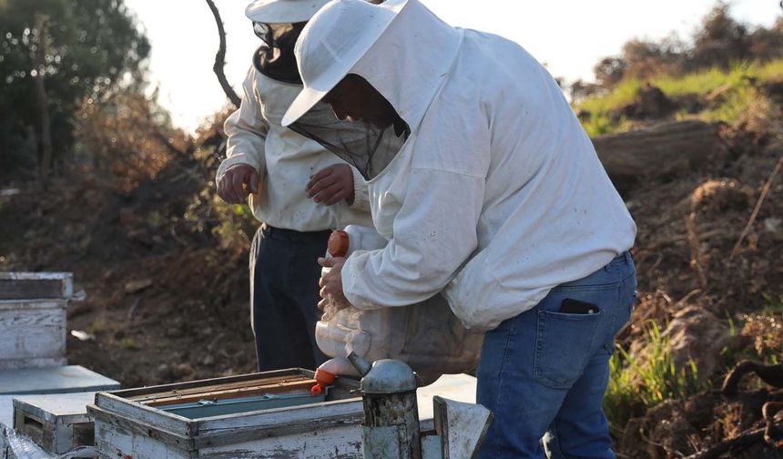 Aydın'da arı kolonileri gençleşiyor, arıcılar sezondan umutlu