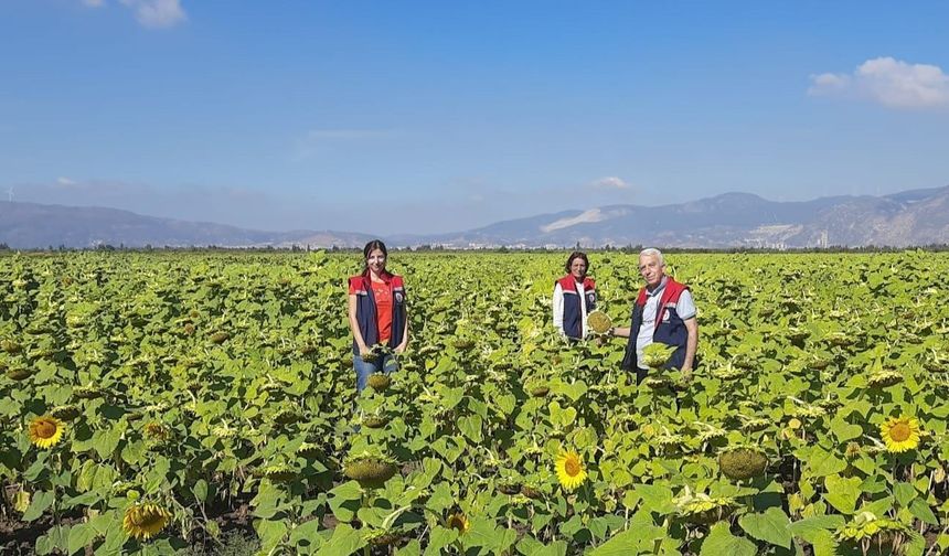 Aydın’da ayçiçeğinde tohum desteği başladı