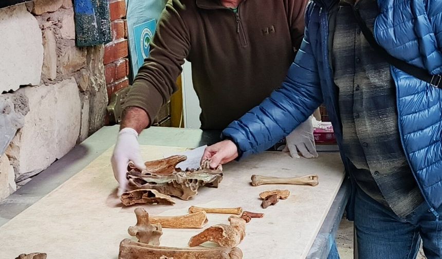 Fırtına sonrası ortaya çıkan kemikler incelendi
