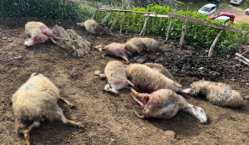 Aydın'da kurt saldırısı vatandaşları tedirgin etti