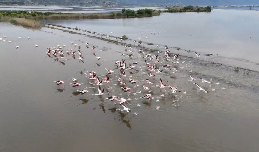 Su altında kalan arazilerde flamingolar görsel şölen oluşturdu