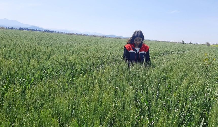 Tarım arazilerinde hastalık ve zararlı mesaisi