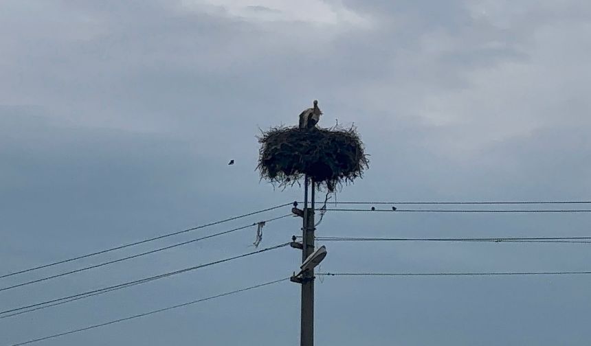 Bozdoğan’da baharın müjdecisi leylekler yuvalarına döndü
