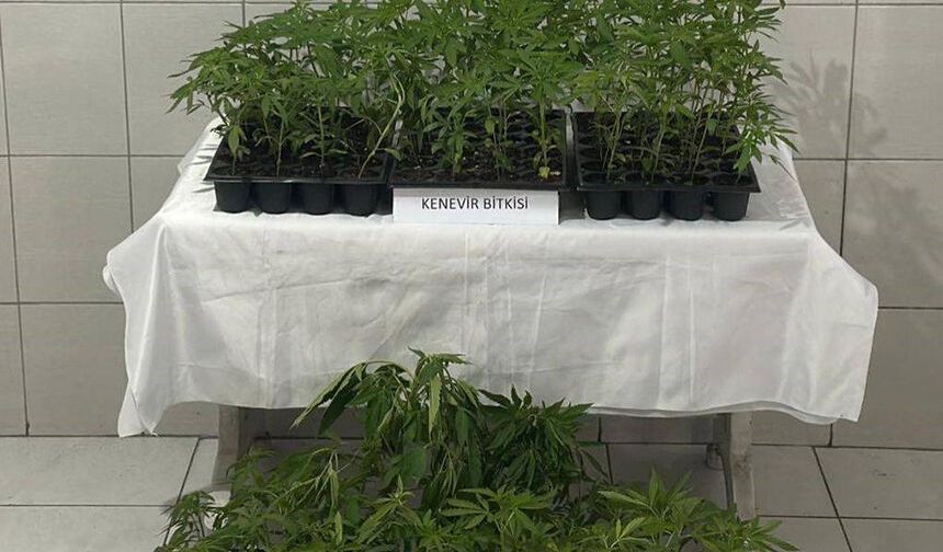 Bozdoğan’da 174 kök kenevir ele geçirildi