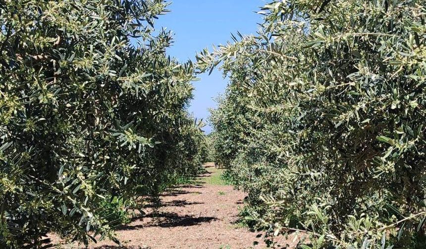 Zeytin üreticilerine zararlı uyarısı
