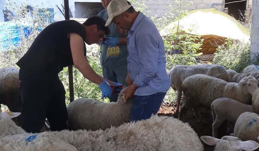 Karpuzlu’da küçükbaş hayvanlar kayıt altına alınıyor