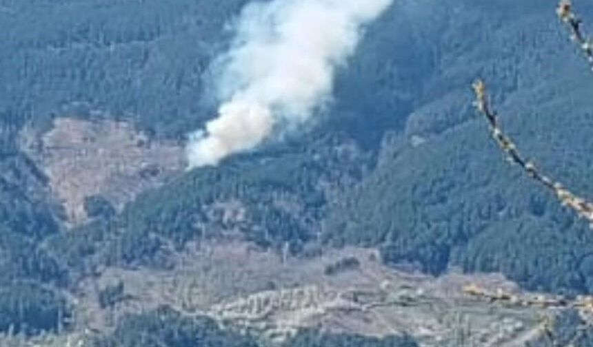 Nazilli'de orman yangını