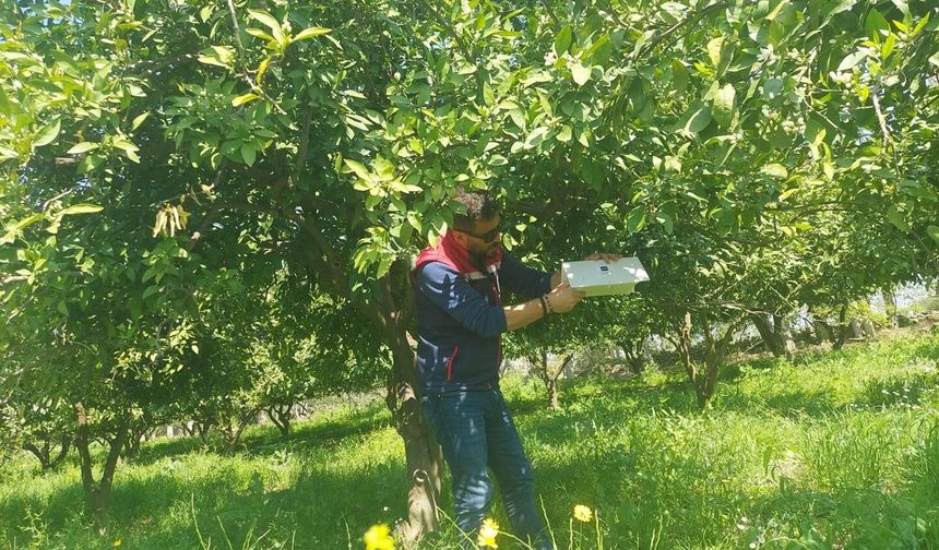 Akdeniz meyve sineğine karşı tuzaklı takip sürüyor