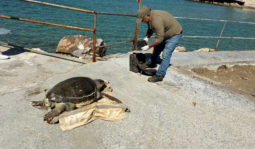 Kuşadası Körfezi'nde ‘deniz kaplumbağası' alarmı