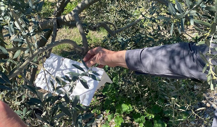 Zeytin güvesine karşı tuzak kurulumları başladı