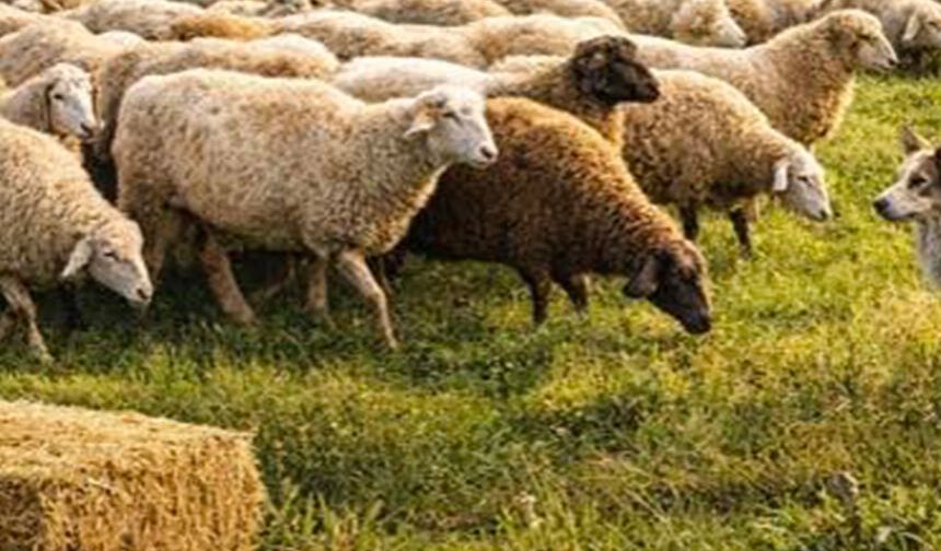 Karacasu'da sürü yönetimi kursu başlıyor