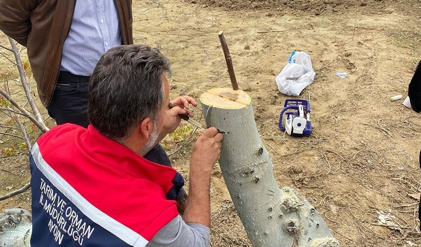 Üreticilere cevizde aşılama eğitimi verilecek